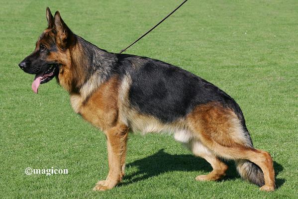 SG6 VA10I VA3 Dax de Intercanina SCHH3 IPO21