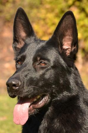 1159.JPG Tachie