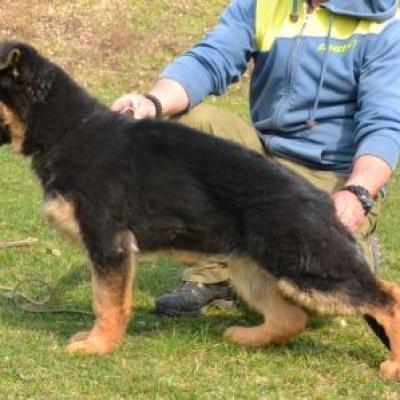 427.jpg Coby