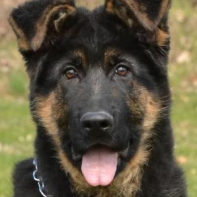 461.jpg Coby